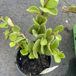 Peperomia Hope Plant 