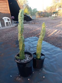 Cactus