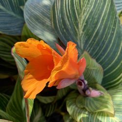 Canna Rooted Live Plant 24”tall Beautiful Green And Yellow Giant Leaves 