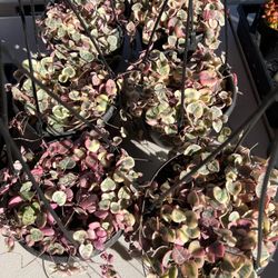 Variegated String Of Hearts In 6" Pot