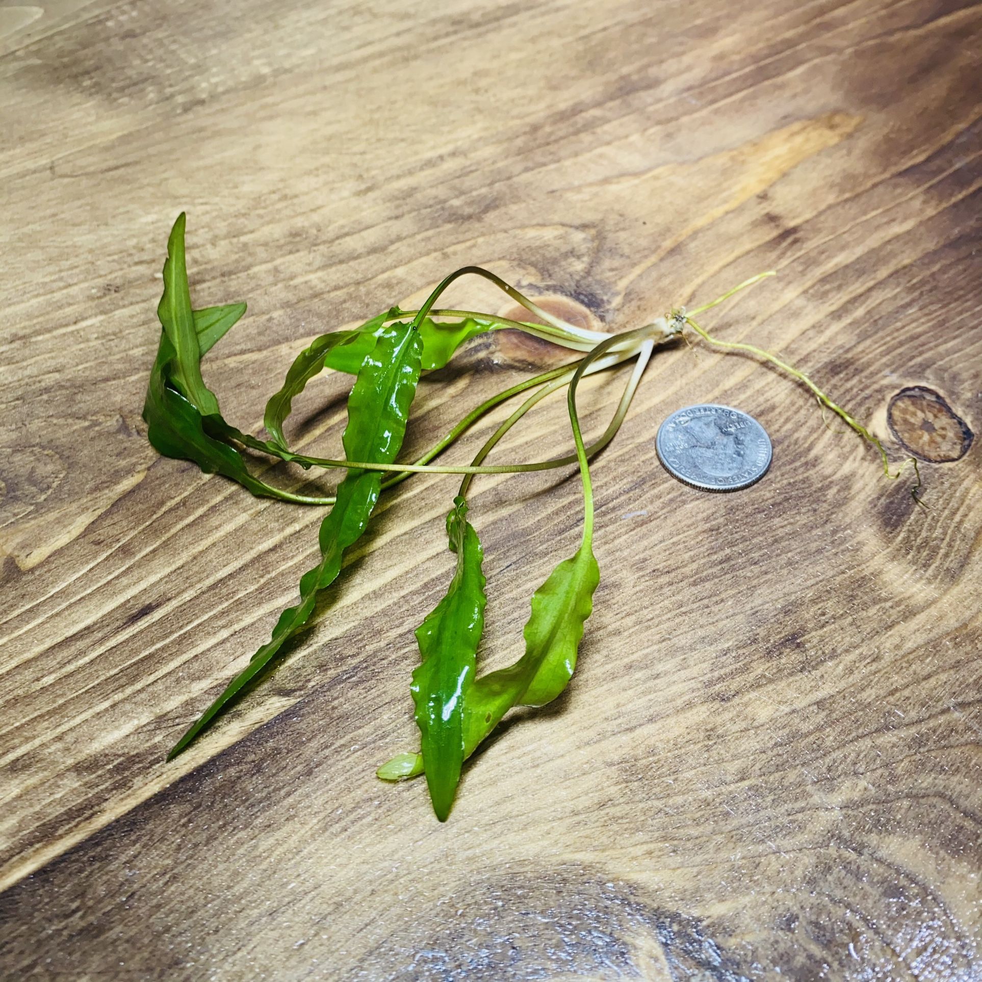 Cryptocoryne Green geko Freshwater Live Aquarium Plant