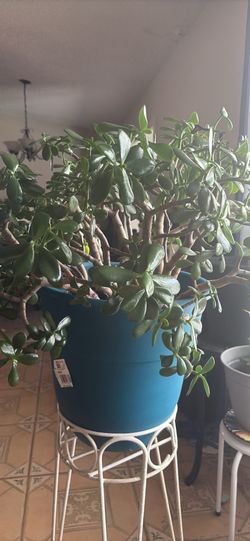 Jade Plant