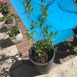 pomegranate tree in 5 gallon