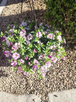 Calibrachoa flowers