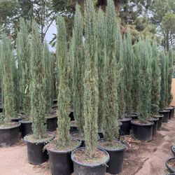 Italian Cypress 8-9 Feet tall When Planted 20 Gal