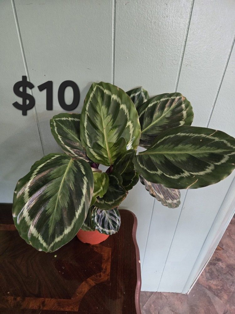 Calathea