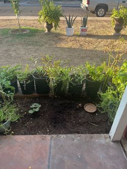Wide Array Collection of plants