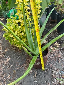 Aloe Vera Plant Available for pickup only