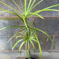 Umbrella Grass Water Plant