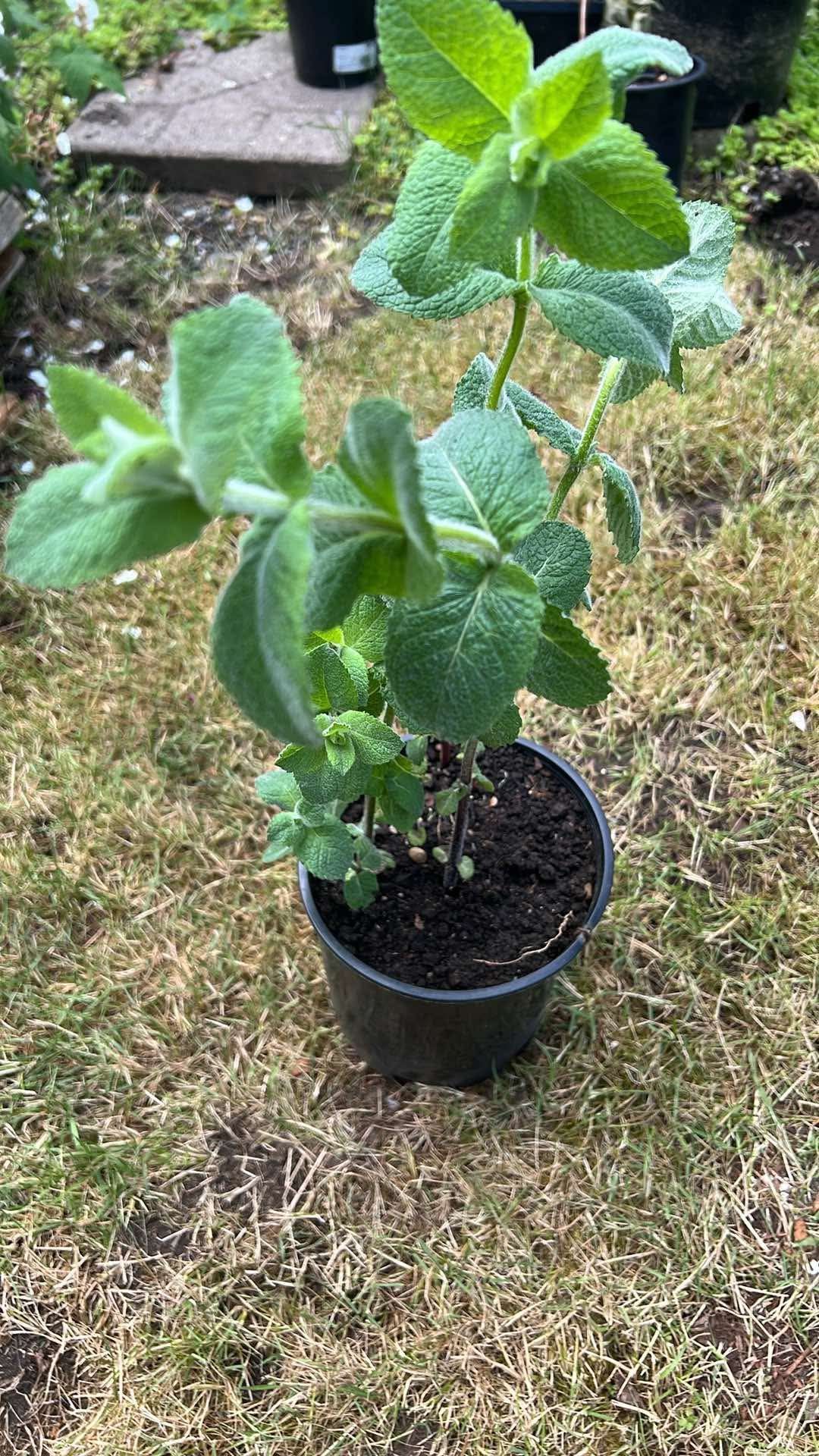 Apple Mint Great For Tea Or Great With Fruit