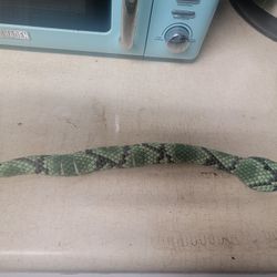 Toy Snake