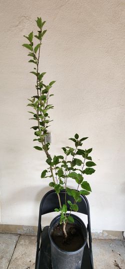 Apple Tree/arbol De Manzana 