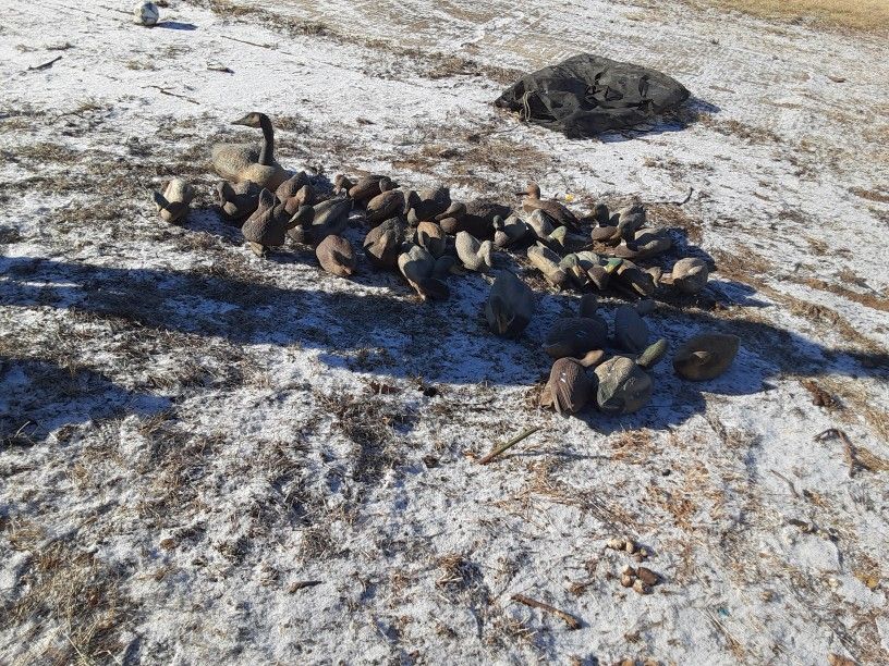 Decoys For Days!!