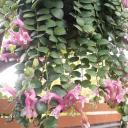 6” Thai pink lipstick ( first pic when blooming )