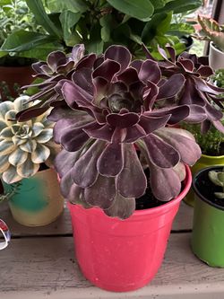 Aeoniom Plant