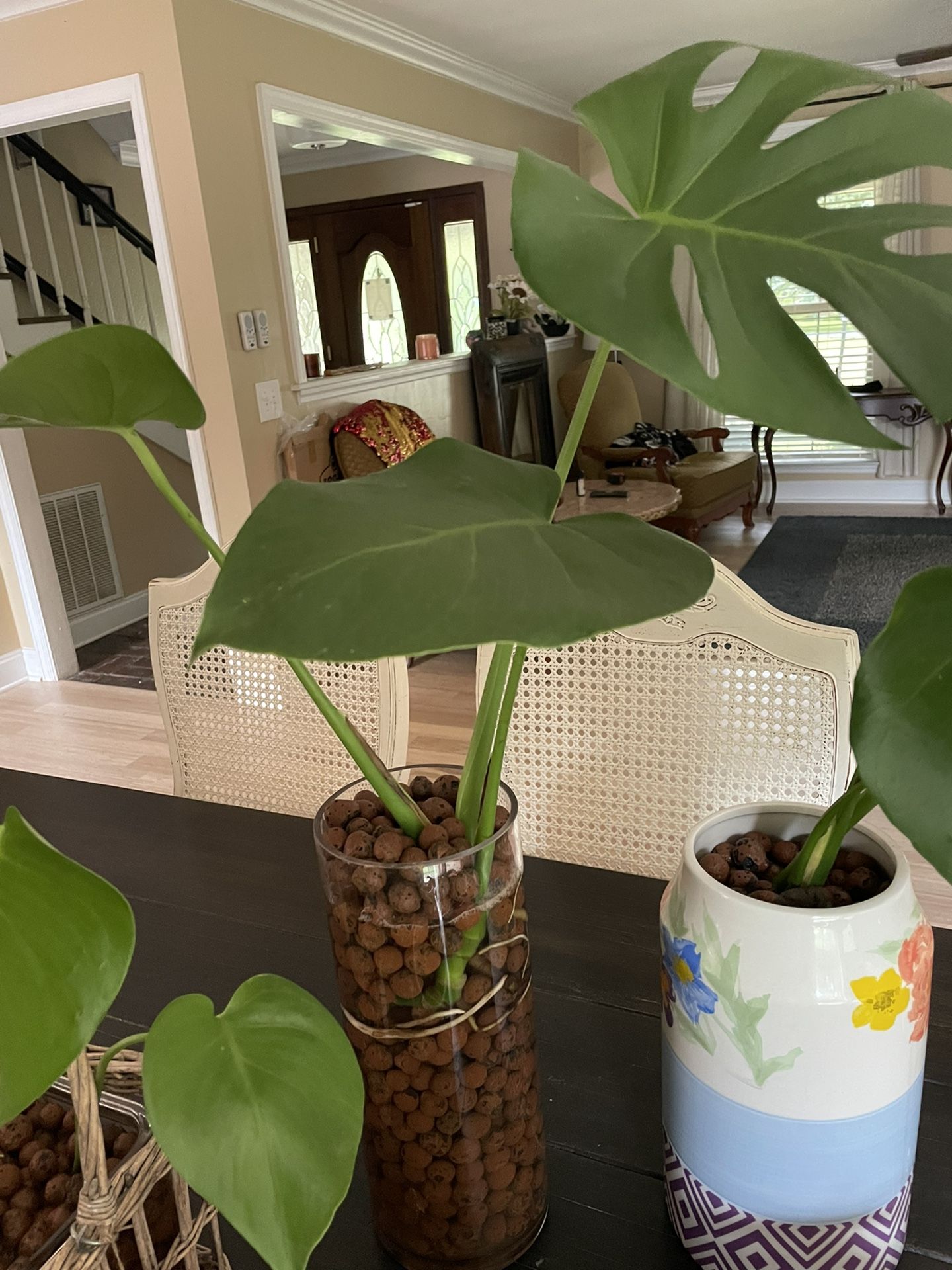 House Plants