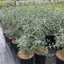 Butterfly Bush