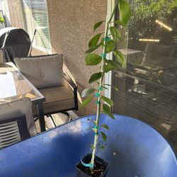 Olinda Valencia Orange Tree