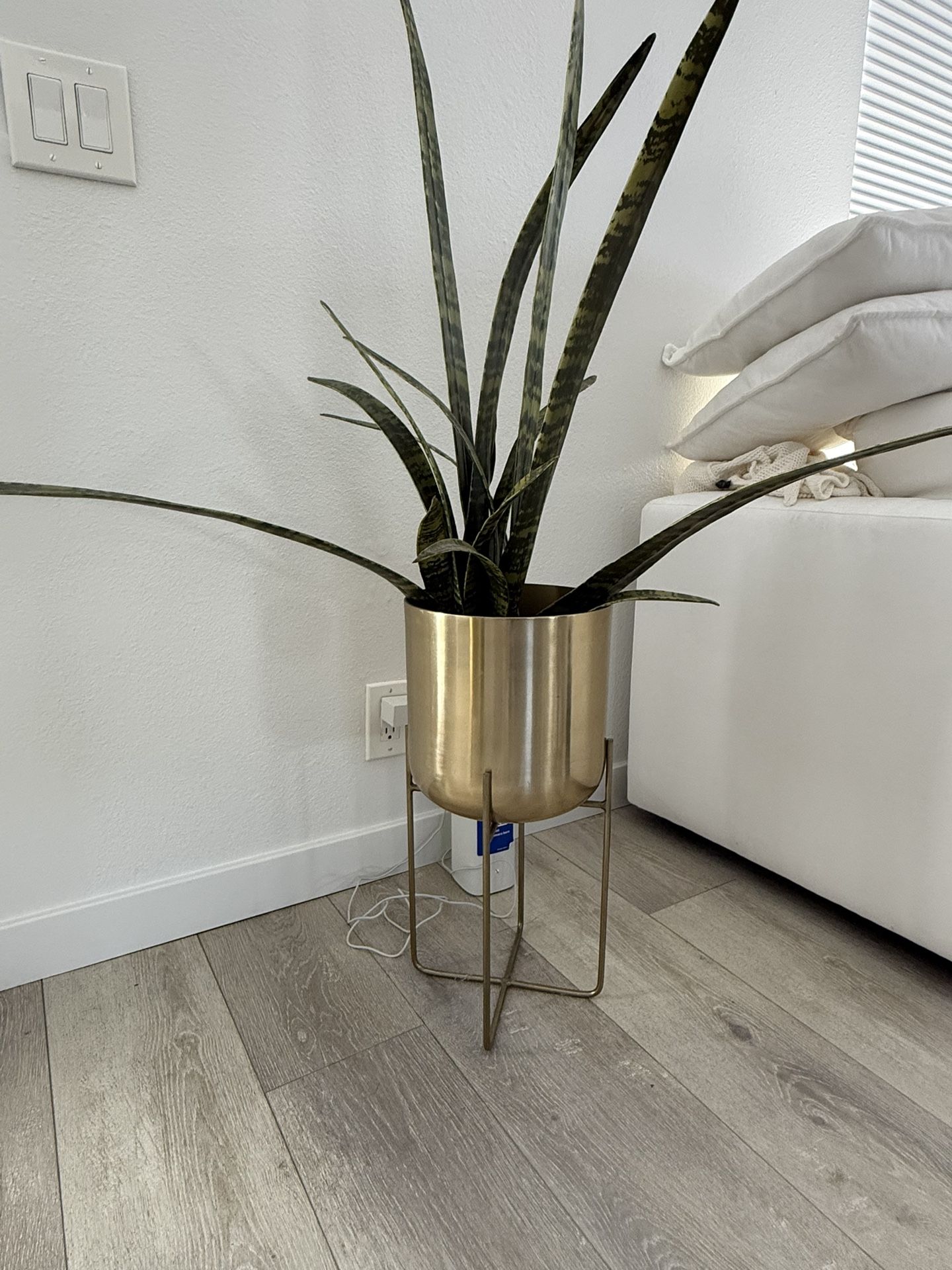 Gold pot With Faux Tiger Snake Plant