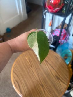 Monstera albino