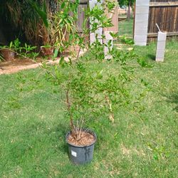 Pomegranate Tree
