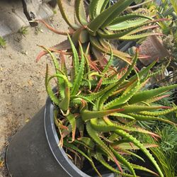 Plant