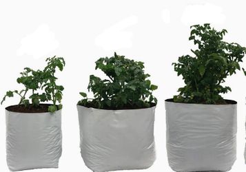 Plants
