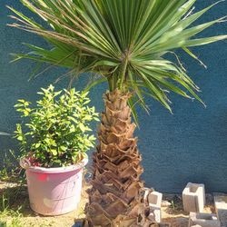 25 Gallon Bucket Mexican Palm Tree 