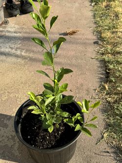 Calamansi Plant Air layered From Fruiting Mother Tree 3 Gallon