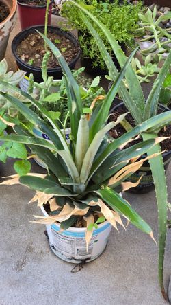 Pineapple plant