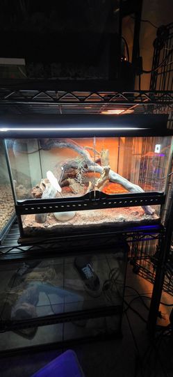 Bearded dragon tank