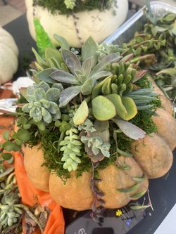 pumpkin succulent center piece 