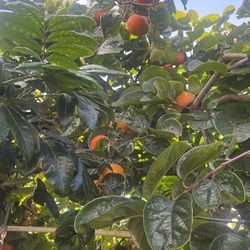 Organic Fuyu Persimmon 