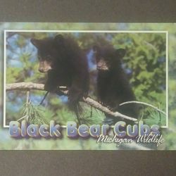 Black Bear Cubs Michigan Wildlife Perrin Print Unused Vintage Collectible Postcard Post Card RPPC PC