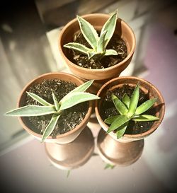 1 Agave & 1 Aloe Plant