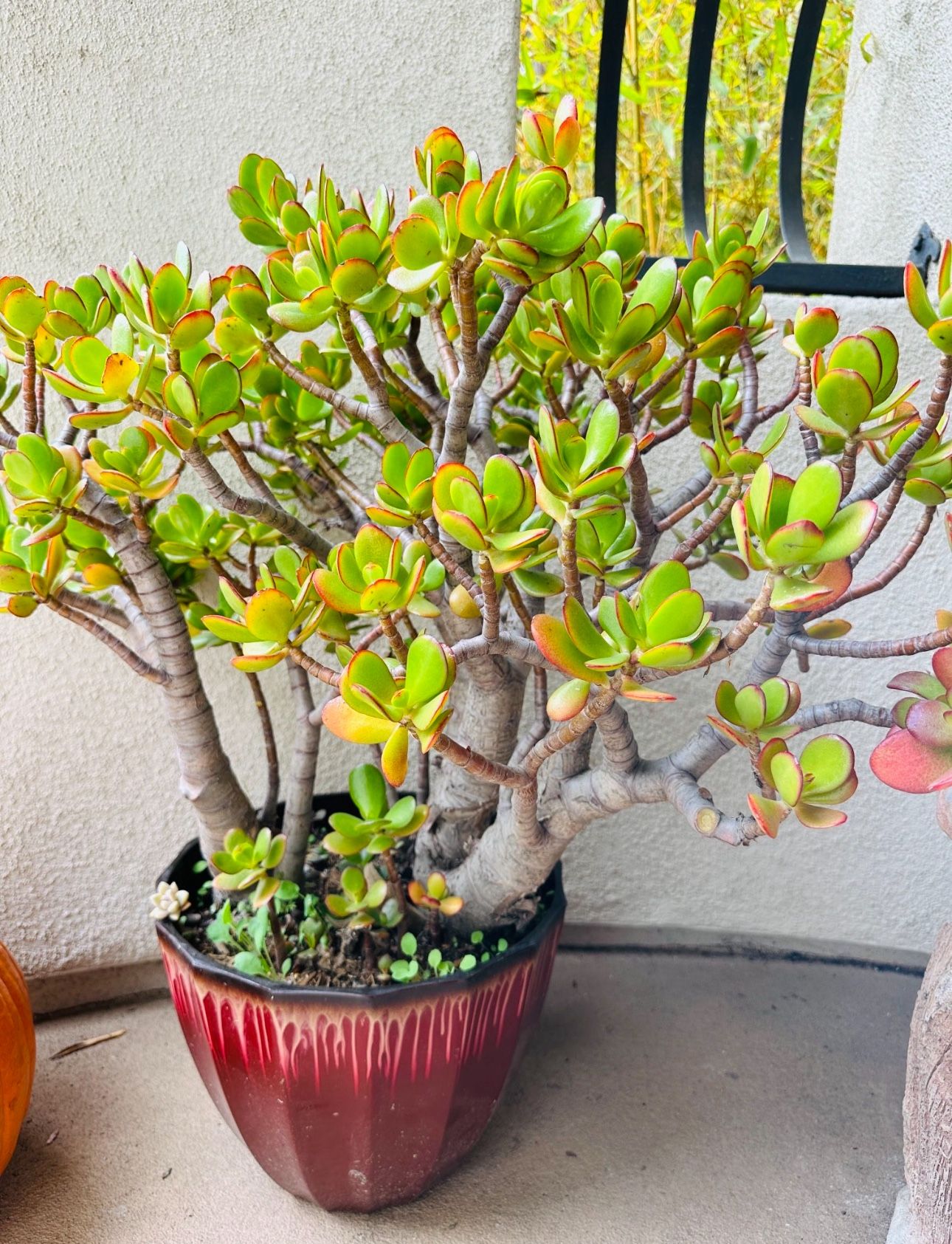 2  Large Mature Jade Plants Bonsai Tree With Nice Pots, 30-38” Tall , Lucky Tree Money Tree,fengshui Tree