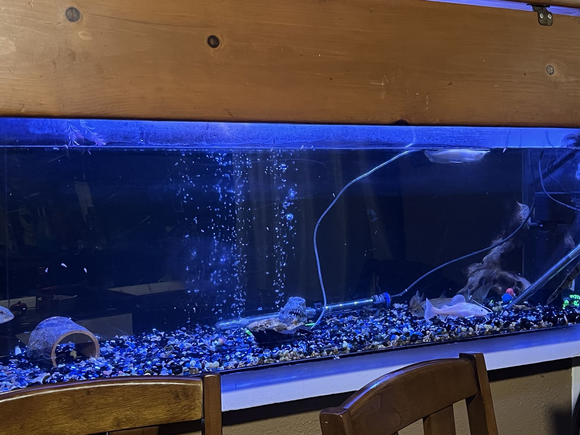 Fish Tank For Sale 