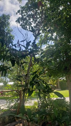 WAX JAMBU - 12 Foot