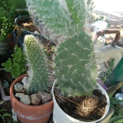 Planta Captus De La Biejita