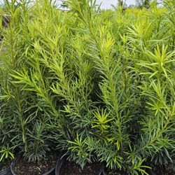 clusias podocarpus  Only  instant privacy  Hedge  for fences 