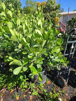 clusias Instant privacy Hedge for fence green full