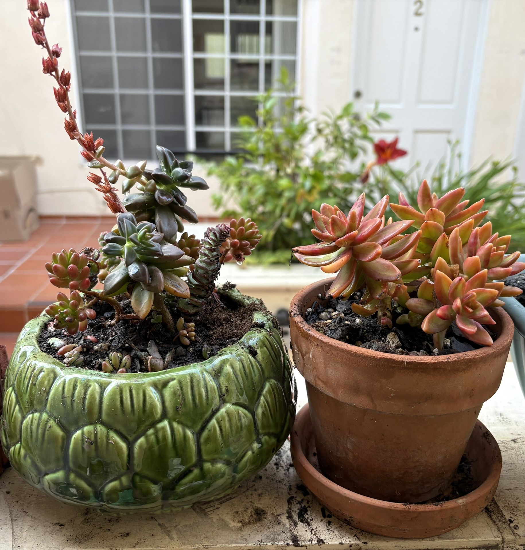 Plants