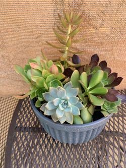 Beautiful 10 inch succulent disc garden