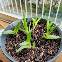 Gasteraloe, pups/propagation/cutting plant