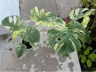 Monstera mint in ceramic pot 180$ each