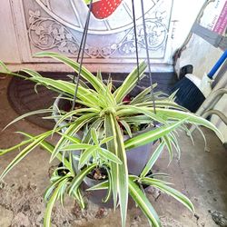 Hanging Spider Plant 