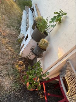 Plants