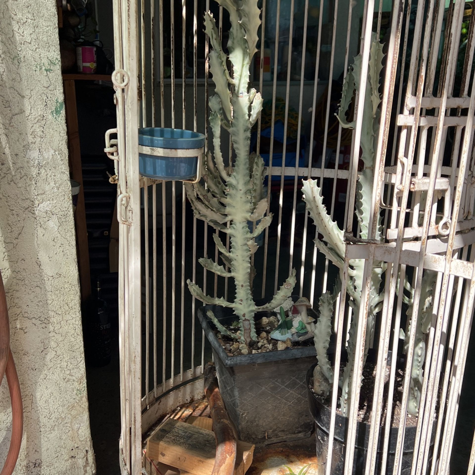 Dragon Bone Euforbia Variegated 