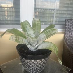Plant