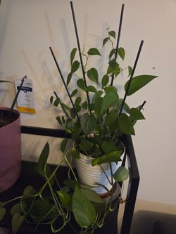 Pothos Plant in White Ribbed Pot